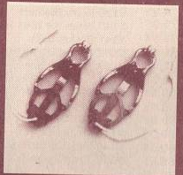 scan 56 · image_006.png