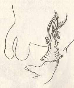 scan 27 · image_003.png